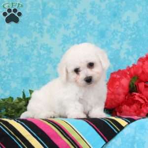 Nile, Bichon Frise Puppy